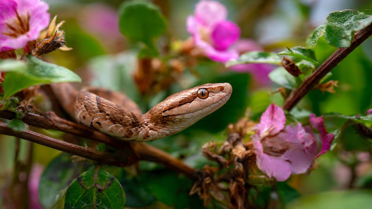 The garden plant you should never grow: experts warn it attracts snakes and can quickly fill your garden with them