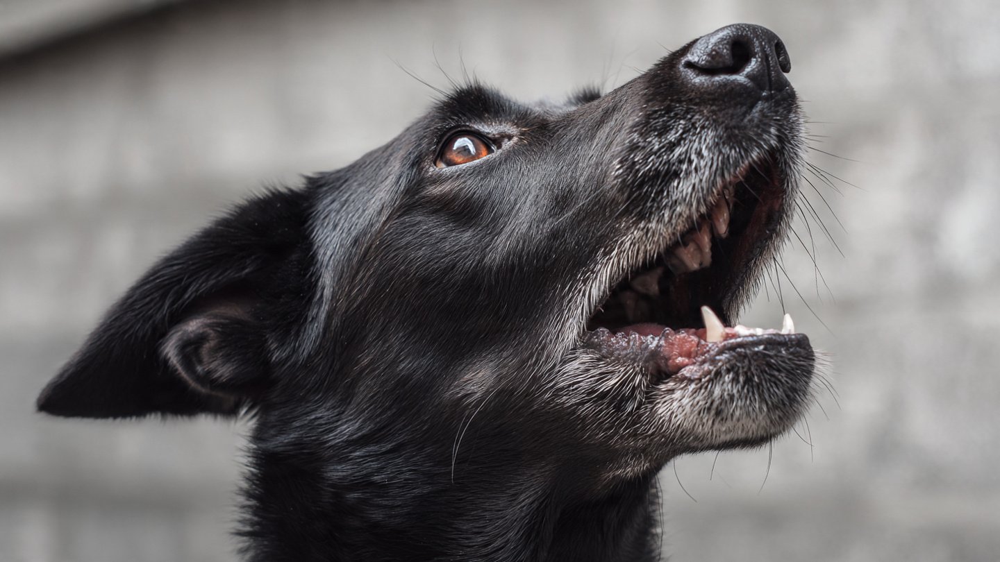 A veterinarian explains the simple method that stops dogs from barking without shouting or punishment