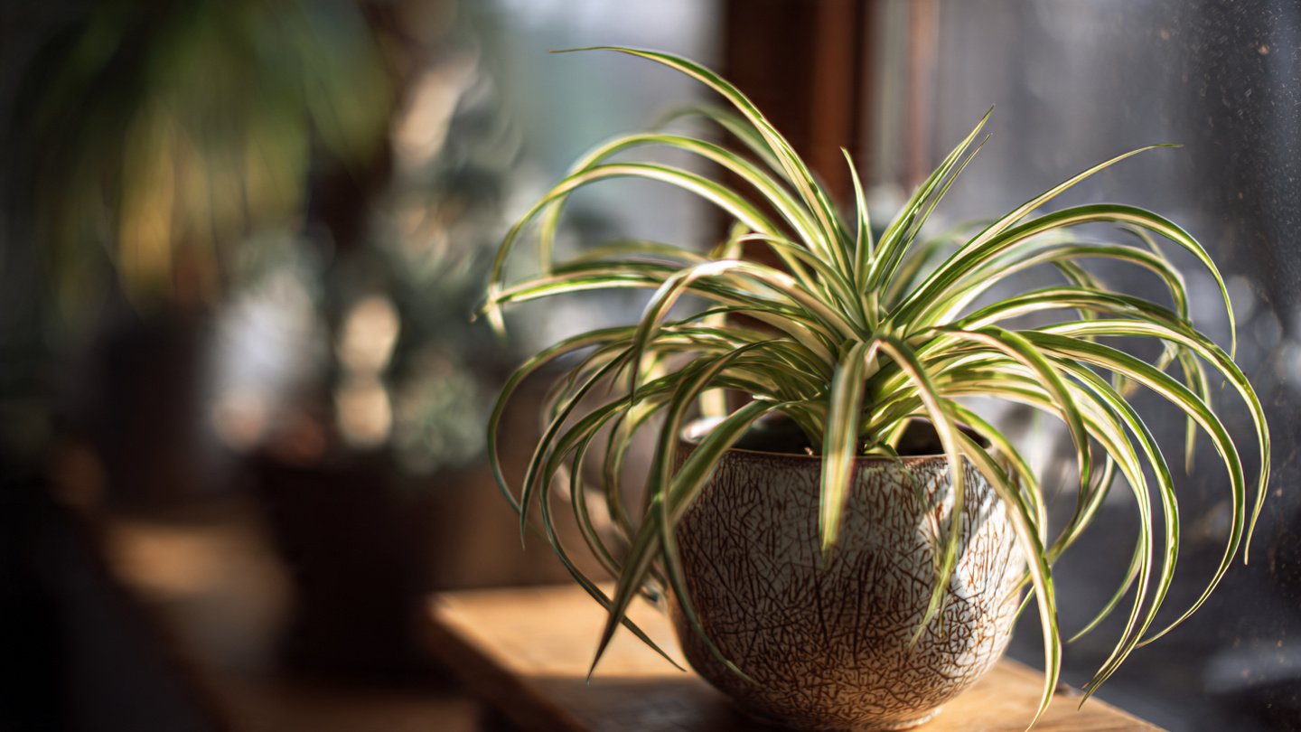 If your spider plant has dry brown tips, it’s time to rethink watering