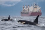North Atlantic alert as orcas begin targeting commercial ships in what experts describe as coordinated attacks
