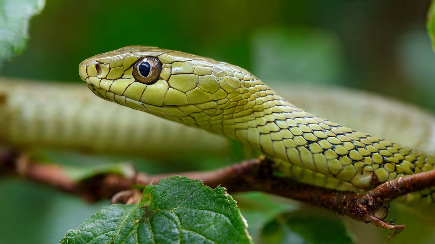 The garden plant you should never grow: experts warn it attracts snakes and can quickly fill your garden with them