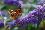 This heat-loving, drought-proof plant can transform any yard into a butterfly haven
