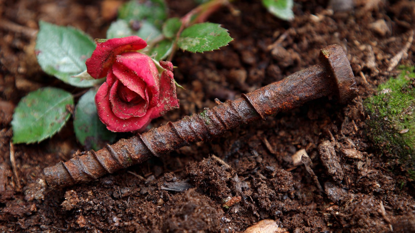 Why old-time gardeners buried a rusty nail at the base of rose bushes